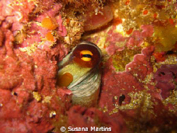 Sneak a peak! Octopus vulgaris by Susana Martins 
